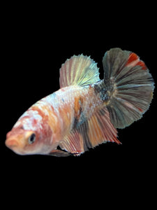 Female Halfmoon Plakat - Candy Gold Glitter #1709 - Live Betta Fish
