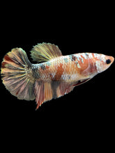 Load image into Gallery viewer, Female Halfmoon Plakat - Candy Gold Glitter #1709 - Live Betta Fish
