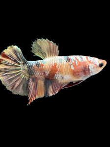 Female Halfmoon Plakat - Candy Gold Glitter #1709 - Live Betta Fish