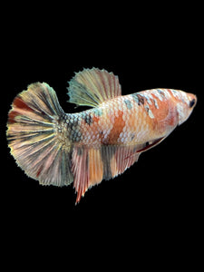 Female Halfmoon Plakat - Candy Gold Glitter #1709 - Live Betta Fish