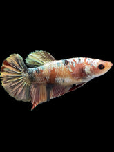 Load image into Gallery viewer, Female Halfmoon Plakat - Candy Gold Glitter #1709 - Live Betta Fish
