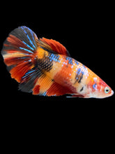 Load image into Gallery viewer, TOP GRADE Female Halfmoon - Multicolor #170 - Live Betta Fish
