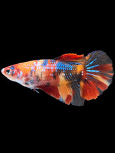 Load image into Gallery viewer, TOP GRADE Female Halfmoon - Multicolor #170 - Live Betta Fish
