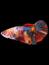 Load image into Gallery viewer, TOP GRADE Female Halfmoon - Multicolor #170 - Live Betta Fish

