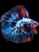 Load image into Gallery viewer, Male Fullmoon - Galaxy #1710 - Live Betta Fish
