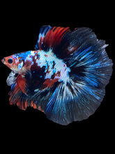 Load image into Gallery viewer, Male Fullmoon - Galaxy #1710 - Live Betta Fish
