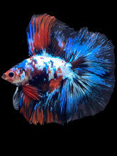 Load image into Gallery viewer, Male Fullmoon - Galaxy #1710 - Live Betta Fish
