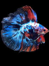 Load image into Gallery viewer, Male Fullmoon - Galaxy #1710 - Live Betta Fish
