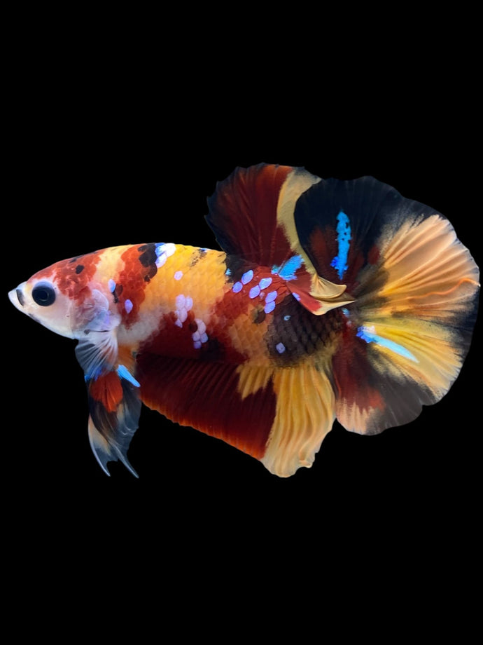 Male Halfmoon Plakat - Nemo Galaxy #1711 - Live Betta Fish