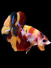 Load image into Gallery viewer, Male Halfmoon Plakat - Nemo Galaxy #1711 - Live Betta Fish
