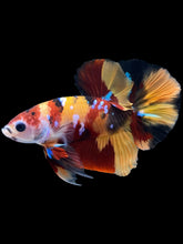 Load image into Gallery viewer, Male Halfmoon Plakat - Nemo Galaxy #1711 - Live Betta Fish
