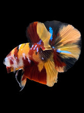 Load image into Gallery viewer, Male Halfmoon Plakat - Nemo Galaxy #1711 - Live Betta Fish
