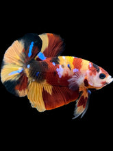 Load image into Gallery viewer, Male Halfmoon Plakat - Nemo Galaxy #1711 - Live Betta Fish
