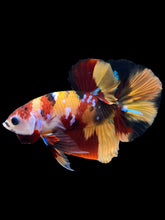 Load image into Gallery viewer, Male Halfmoon Plakat - Nemo Galaxy #1711 - Live Betta Fish
