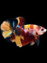 Load image into Gallery viewer, Male Halfmoon Plakat - Nemo Galaxy #1711 - Live Betta Fish
