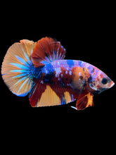 Load image into Gallery viewer, Male Halfmoon Plakat - Multicolor #1712 - Live Betta Fish
