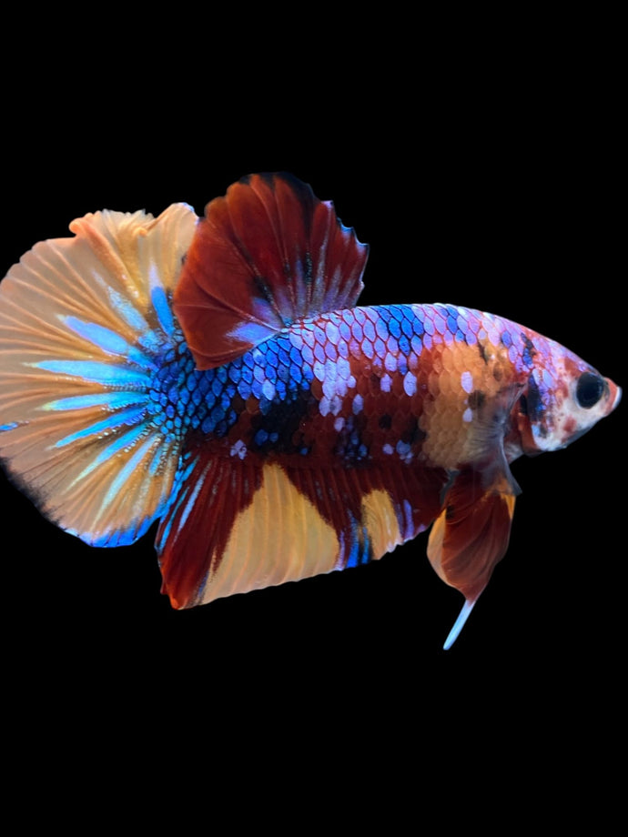 Male Halfmoon Plakat - Multicolor #1712 - Live Betta Fish