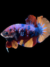 Load image into Gallery viewer, Male Halfmoon Plakat - Multicolor #1712 - Live Betta Fish
