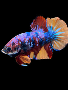 Male Halfmoon Plakat - Multicolor #1712 - Live Betta Fish