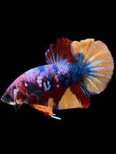 Load image into Gallery viewer, Male Halfmoon Plakat - Multicolor #1712 - Live Betta Fish

