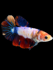 TOP GRADE Female Halfmoon - Multicolor #1713 - Live Betta Fish