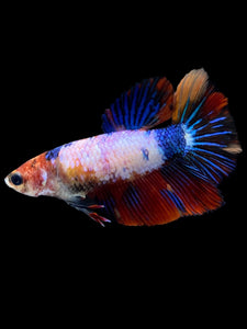 TOP GRADE Female Halfmoon - Multicolor #1713 - Live Betta Fish