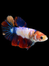Load image into Gallery viewer, TOP GRADE Female Halfmoon - Multicolor #1713 - Live Betta Fish
