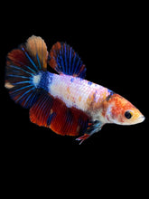 Load image into Gallery viewer, TOP GRADE Female Halfmoon - Multicolor #1713 - Live Betta Fish
