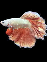 Load image into Gallery viewer, Male Rosetail - Rosegold #1714 - Live Betta Fish (SKIN TAG)
