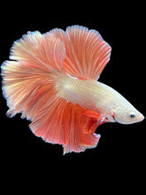 Load image into Gallery viewer, Male Rosetail - Rosegold #1714 - Live Betta Fish (SKIN TAG)

