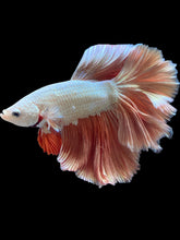 Load image into Gallery viewer, Male Rosetail - Rosegold #1714 - Live Betta Fish (SKIN TAG)
