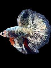 Load image into Gallery viewer, Male Halfmoon - Fancy Copper #1716 - Live Betta Fish
