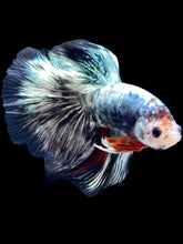 Load image into Gallery viewer, Male Halfmoon - Fancy Copper #1716 - Live Betta Fish
