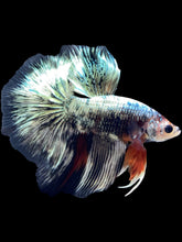 Load image into Gallery viewer, Male Halfmoon - Fancy Copper #1716 - Live Betta Fish
