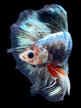 Load image into Gallery viewer, Male Halfmoon - Fancy Copper #1716 - Live Betta Fish
