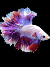 Load image into Gallery viewer, Male Rosetail - Purple #1717 - Live Betta Fish
