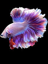Load image into Gallery viewer, Male Rosetail - Purple #1717 - Live Betta Fish
