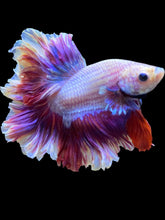 Load image into Gallery viewer, Male Rosetail - Purple #1717 - Live Betta Fish
