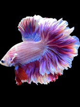 Load image into Gallery viewer, Male Rosetail - Purple #1717 - Live Betta Fish
