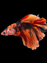 Load image into Gallery viewer, Male Rosetail - Galaxy #1718 - Live Betta Fish
