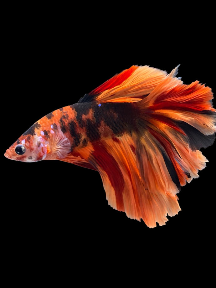 Male Rosetail - Galaxy #1718 - Live Betta Fish