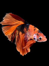 Load image into Gallery viewer, Male Rosetail - Galaxy #1718 - Live Betta Fish
