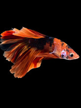 Load image into Gallery viewer, Male Rosetail - Galaxy #1718 - Live Betta Fish
