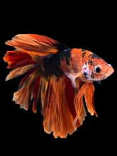 Load image into Gallery viewer, Male Rosetail - Galaxy #1718 - Live Betta Fish
