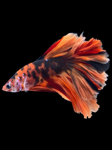 Male Rosetail - Galaxy #1718 - Live Betta Fish