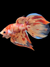 Load image into Gallery viewer, Male Veiltail - Fire Nemo #1719 - Live Betta Fish
