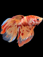 Load image into Gallery viewer, Male Veiltail - Fire Nemo #1719 - Live Betta Fish
