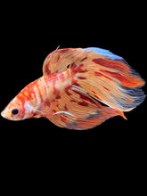 Load image into Gallery viewer, Male Veiltail - Fire Nemo #1719 - Live Betta Fish
