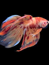 Load image into Gallery viewer, Male Veiltail - Fire Nemo #1719 - Live Betta Fish
