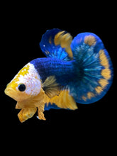 Load image into Gallery viewer, Male Halfmoon Plakat - Mask Face Blue Mustard #1720 - Live Betta Fish

